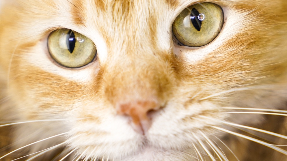 Etwa 15 Prozent aller Menschen leiden unter Allergien gegen Katzenhaare. Forscher wollen jetzt das dafür verantwortliche Gen den Katzen mittels der Genschere Crispr herausschneiden. Im Bild: Nahaufnahme einer Katze | Bild: picture alliance/AA/Alex Pena