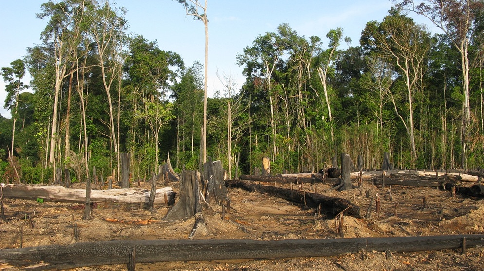 Abholzung des Regenwaldes in Brasilien | Bild: stock.adobe.com/guentermanaus
