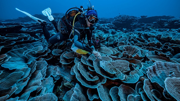 Eine Taucherin schwebt über prächtigen, rosenförmigen Korallen. | Bild: picture alliance / abaca | ABACA