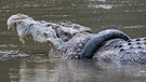 Ein Salzwasserkrokodil (Crocodylus porosus) von etwa vier Metern Länge schwimmt mit einem Reifen um den Hals durch den Fluss Palu auf der Insel Sulawesi. Nach sechs Jahren wurde das Krokodil nun von dem Reifen befreit.  | Bild: dpa-Bildfunk/Opan