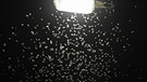 Lichtverschmutzung bringt Tiere durcheinander und ist vermutlich Hauptursache für das Artensterben. Im Bild: Eintagsfliegen schwirren unter einer Straßenlaterne. | Bild: picture alliance / dpa/Armin Weigel