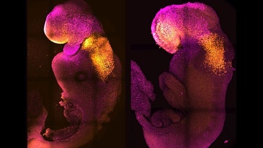 Ein natürlicher (links) und synthetischer (rechts) Mäuse-Embryo nebeneinander, um Hirn- und Herzregion vergleichen zu können. | Bild: Amadei and Handford