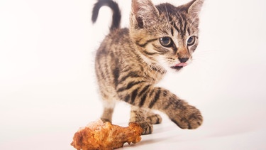 Kätzchen vor einem gebratenen Hühnerbein. | Bild: picture alliance / blickwinkel/McPHOTO/A. Schauhube | McPHOTO/A. Schauhuber