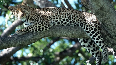 Bionik - aus Natur wird Technik: Auch die Tarnung der Leoparden ist Gegenstand dieser Wissenschaft | Bild: picture-alliance/dpa