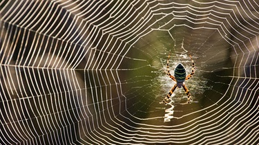 Spinnen und Spinnennetze sind für Bioniker interessante Vorbilder | Bild: picture-alliance/dpa