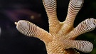 Die glatte Wand hochgehen: Geckos können das! Fliegen laufen kopfüber von der Decke hängend. An Spinnennetzen und fleischfressenden Pflanzen bleiben selbst große Insekten kleben. Welche Patente stecken hinter diesen phänomenalen Haftkräften? | Bild: SWR Planet Schule