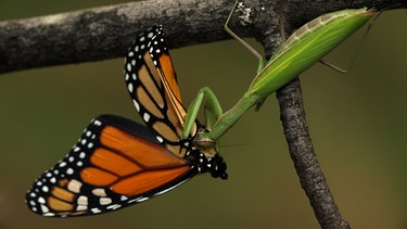 Eingewanderte, invasive Tierart: die europäische Gottesanbeterin - Mantis religiosa - beim Fressen eines Monarchfalters | Bild: Mauritius-images