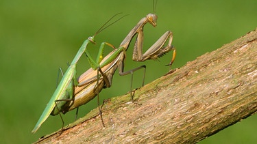 Eingewanderte, invasive Tierart: die europäische Gottesanbeterin - Mantis religiosa bei der Paarung | Bild: Mauritius-images