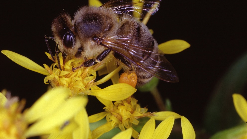 Honigbiene auf gelber Blüte des Fuchs-Greiskraut (Senecio fuchsii C.C. Gmelin) - ein Neophyt, eine eigewanderte Art, aus Südafrika | Bild: picture-alliance/dpa