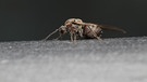 Über die parasitoide Wespe aus der Familie der Cynipidae wissen wir noch sehr wenig - sie gehört damit zu den Dark Taxa - den unerforschten Lebewesen. | Bild: GBOL III: Dark Taxa/Santiago Jaume-Schinkel