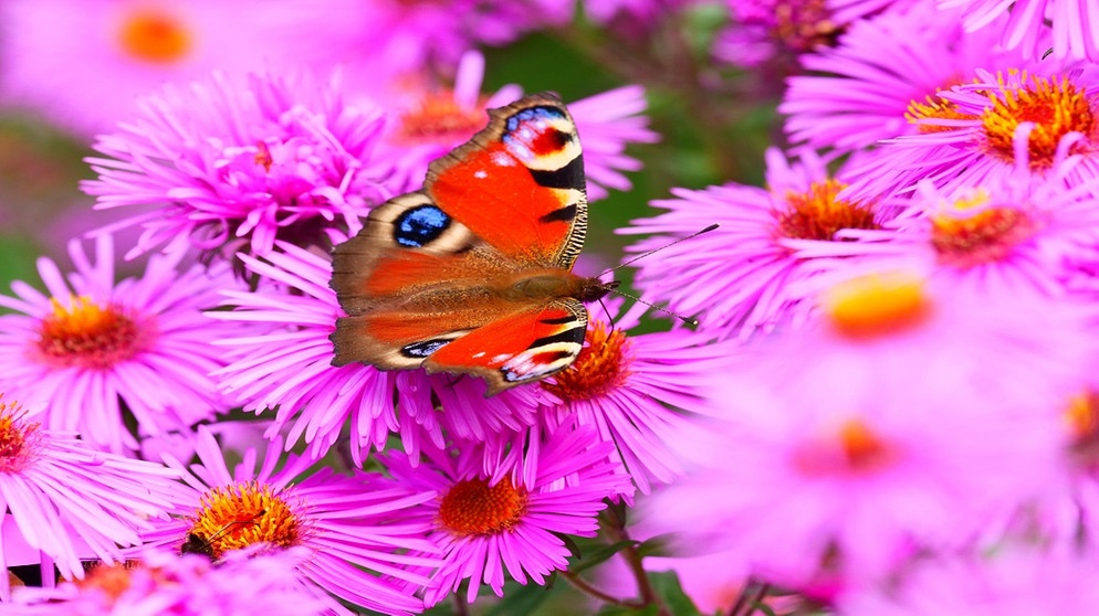 Auch eine Form der Mimikry: Der Tagpfauenauge, ein Schmetterling (hier auf einer rosa Blüte) sieht mit seiner Zeichnung gefährlicher aus als er ist. | Bild: picture-alliance/dpa/Foto: Wolfram Steinberg