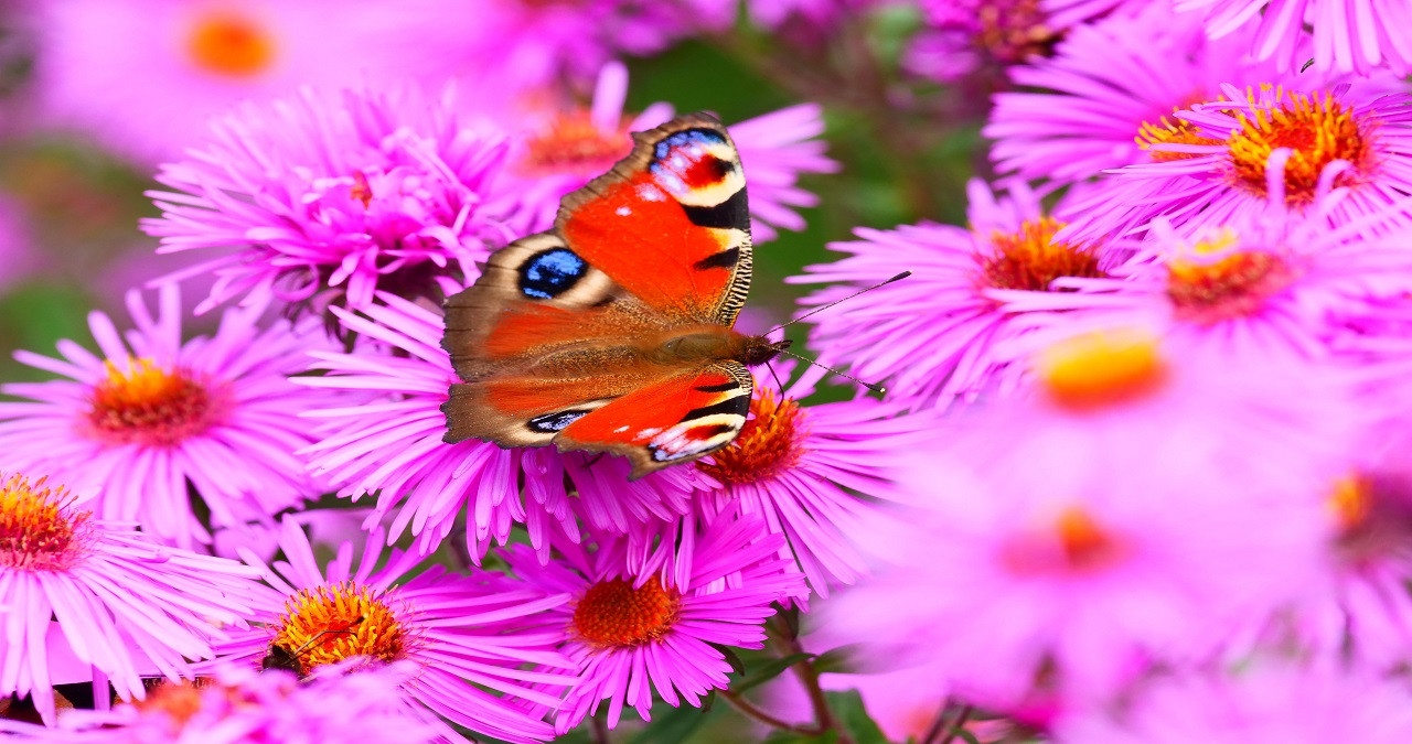 Auch eine Form der Mimikry: Der Tagpfauenauge, ein Schmetterling (hier auf einer rosa Blüte) sieht mit seiner Zeichnung gefährlicher aus als er ist. | Bild: picture-alliance/dpa/Foto: Wolfram Steinberg