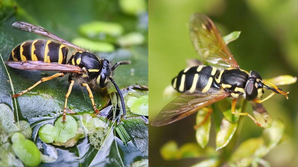 Zum Verwechseln ähnlich: Die Gemeine Wespe (links) und die Wespenschwelbfliege (rechts) - ein Beispiel für Bates'sche Mimikry. | Bild: picture-alliance/dpa/Montage: BR