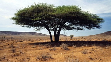 Es gibt in der Wüste nicht nur Kakteen - wie das Bild mit einer Akazie mitten in der Wüste zeigt | Bild: picture-alliance/dpa