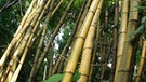 Bambus | Bild: picture-alliance/dpa