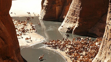 Kamele in Guelta d’Archei | Bild: Dario Menasce, Bild unverändert, CC BY-SA 3.0, http://creativecommons.org/licenses/by-sa/3.0/deed.de