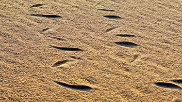 Hornviper-Spuren in der ägyptischen Sahara-Wüste im Gebiet Gilf Kebir | Bild: picture-alliance/dpa