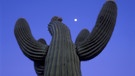 Saguaro-Kaktus, Saguarokaktus, Riesenkaktus, Kandelaberkaktus | Bild: picture-alliance/blickwinkel/R