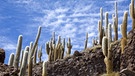Riesenkakteen, sog. Cardónes, auf der Isla de Pescado im Salar de Uyuni, Bolivien | Bild: picture alliance / blickwinkel/S