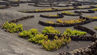 Dank Vulkanismus: Weinanbau auf Lanzarote | Bild: picture-alliance/dpa