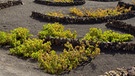 Dank Vulkanismus: Weinanbau auf Lanzarote | Bild: picture-alliance/dpa