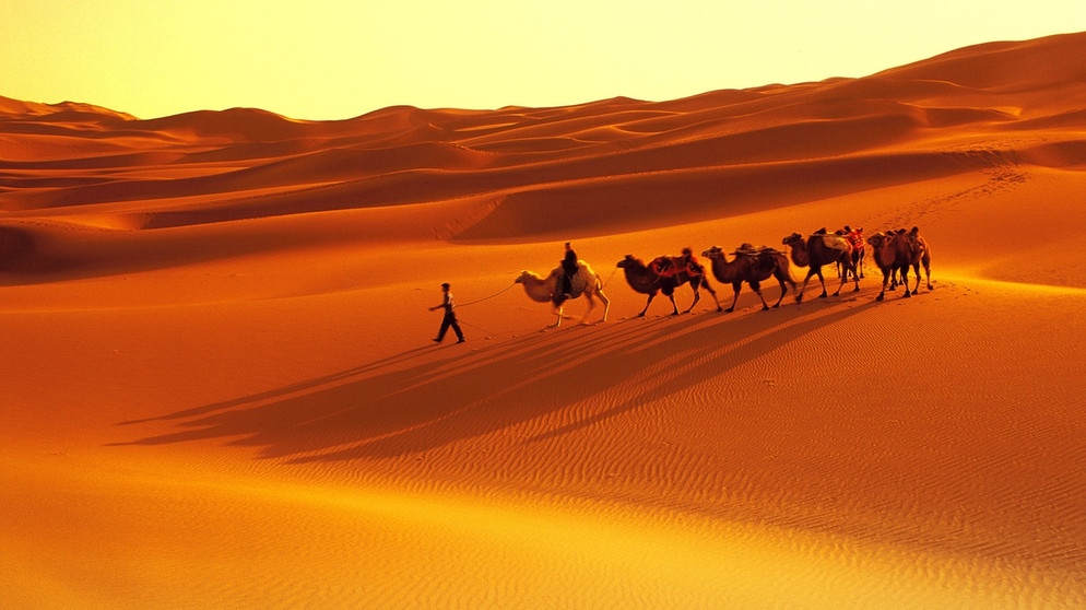 Kamele in der Wüste Taklamakan - eine Binnenwüste | Bild: picture-alliance/dpa