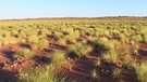 Great Sandy Desert - die größte Wüste Australiens | Bild: BR / Michael Martin
