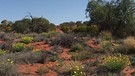 Great Victoria Desert in Südaustralien - die zweitgrößte Wüste Australiens | Bild: BR / Michael Martin