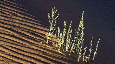 Wüstenpflanze  | Bild: picture-alliance/dpa
