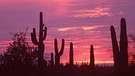 Kakteen in der Sonora-Wüste, zum Teil eine Wüste an der Küste | Bild: picture-alliance/dpa