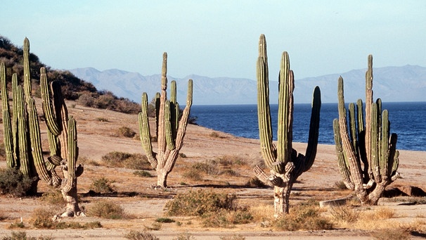 Kakteen - wie hier im Bild in der Sonora-Wüste - sind zwar typisch und geradezu das Symbol für das heiße Klima in Wüsten, aber längst nicht die einzigen Pflanzen in Trockengebieten der Erde | Bild: picture-alliance/dpa