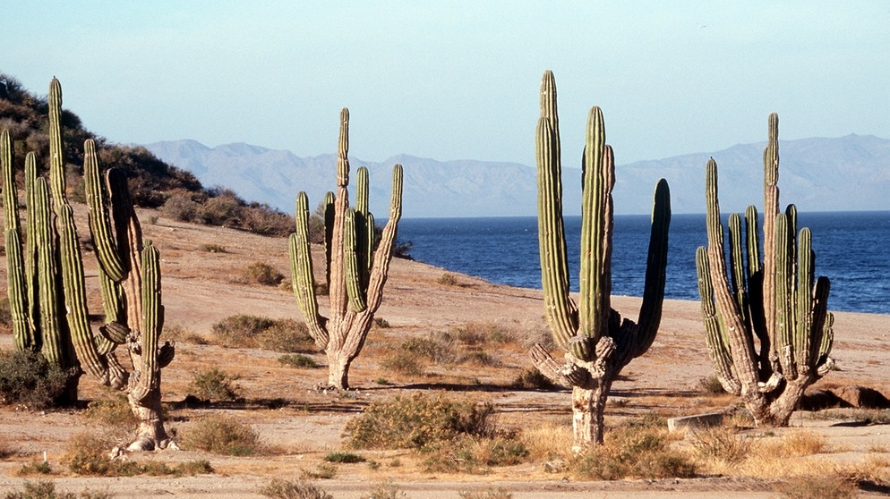 Kakteen - wie hier im Bild in der Sonora-Wüste - sind zwar typisch und geradezu das Symbol für das heiße Klima in Wüsten, aber längst nicht die einzigen Pflanzen in Trockengebieten der Erde | Bild: picture-alliance/dpa