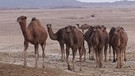 Kamele in der iranischen Wüste Lut | Bild: BR / Michael Martin