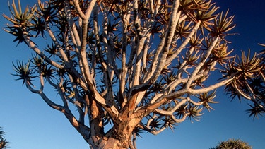 Köcherbaum in der Wüste Namib | Bild: picture-alliance/dpa
