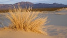 Sanddünen bei Kelso in der kalifornischen Regenschattenwüste Mojave | Bild: picture-alliance/dpa