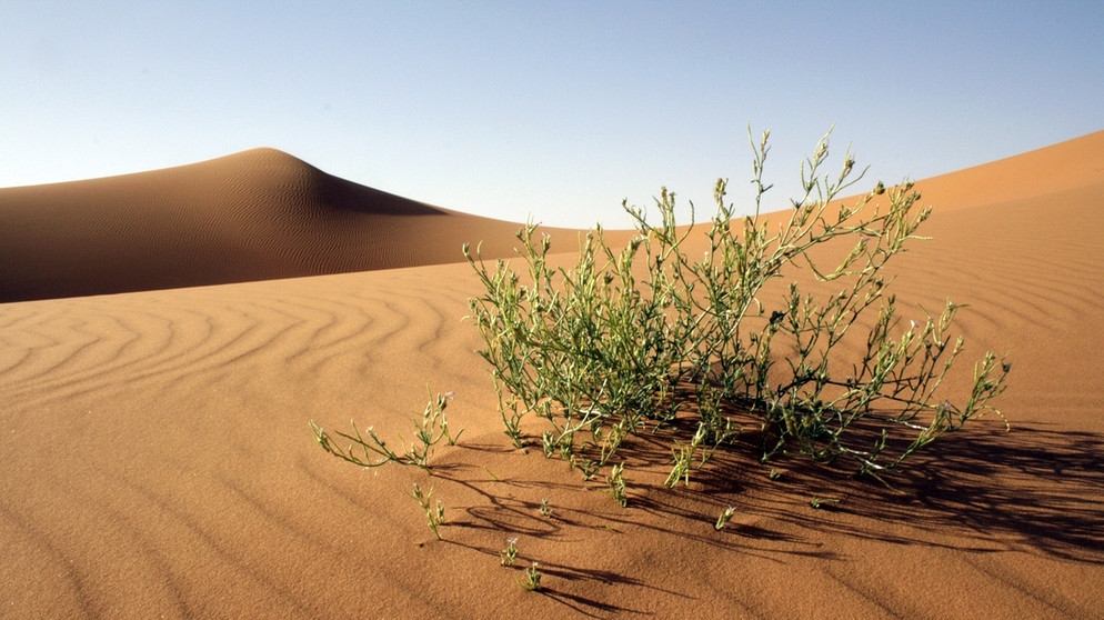 Wüste pur: Wenig Regen, viel Hitze: Erg Chebbi in der marokkanischen Sahara-Wüste | Bild: picture-alliance/dpa