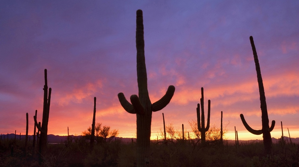 Saguaro-Kakteen in der Sonorawueste in den USA. Warum hat ein Kaktus Dornen? Und warum können Kakteen in den trockensten Lebensräumen der Welt wachsen? Wie schaffen sie es in Wüste zu überleben? Hier erfahrt ihr mehr über die stacheligen Pflanzen. | Bild: picture-alliance/blickwinkel/S