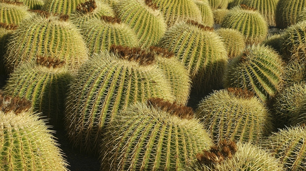 Viele Goldkugelkakteen. Warum hat ein Kaktus Dornen? Und warum können Kakteen in den trockensten Lebensräumen der Welt wachsen? Wie schaffen sie es in Wüste zu überleben? Hier erfahrt ihr mehr über die stacheligen Pflanzen. | Bild: picture alliance / blickwinkel/H