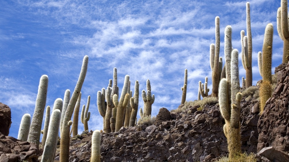 Riesenkakteen, sogenannte Cardónes in Bolivien. Warum hat ein Kaktus Dornen? Und warum können Kakteen in den trockensten Lebensräumen der Welt wachsen? Wie schaffen sie es in Wüste zu überleben? Hier erfahrt ihr mehr über die stacheligen Pflanzen. | Bild: picture alliance / blickwinkel/S