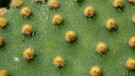 Hasenohrkaktus, Nahaufnahme der Areolen. Warum hat ein Kaktus Dornen? Und warum können Kakteen in den trockensten Lebensräumen der Welt wachsen? Wie schaffen sie es in Wüste zu überleben? Hier erfahrt ihr mehr über die stacheligen Pflanzen.   | Bild: picture alliance / blickwinkel/A