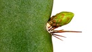 Felsenkaktus, Areole mit Blütenknospe. Warum hat ein Kaktus Dornen? Und warum können Kakteen in den trockensten Lebensräumen der Welt wachsen? Wie schaffen sie es in Wüste zu überleben? Hier erfahrt ihr mehr über die stacheligen Pflanzen. | Bild: picture alliance / blickwinkel/G