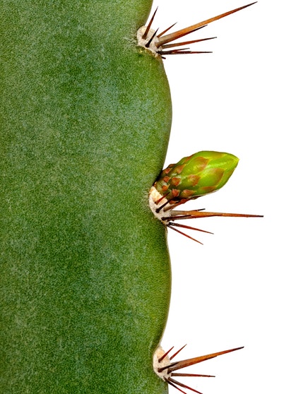 Felsenkaktus, Areole mit Blütenknospe. Warum hat ein Kaktus Dornen? Und warum können Kakteen in den trockensten Lebensräumen der Welt wachsen? Wie schaffen sie es in Wüste zu überleben? Hier erfahrt ihr mehr über die stacheligen Pflanzen. | Bild: picture alliance / blickwinkel/G