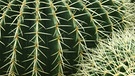 Dornen des Goldkugelkaktus. Warum hat ein Kaktus Dornen? Und warum können Kakteen in den trockensten Lebensräumen der Welt wachsen? Wie schaffen sie es in Wüste zu überleben? Hier erfahrt ihr mehr über die stacheligen Pflanzen. | Bild: picture alliance / blickwinkel/R