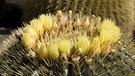 Blühender Goldkugelkatus. Warum hat ein Kaktus Dornen? Und warum können Kakteen in den trockensten Lebensräumen der Welt wachsen? Wie schaffen sie es in Wüste zu überleben? Hier erfahrt ihr mehr über die stacheligen Pflanzen. | Bild: picture-alliance/dpa