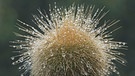 Nebel schlägt sich an einem Kaktus nieder. Warum hat ein Kaktus Dornen? Und warum können Kakteen in den trockensten Lebensräumen der Welt wachsen? Wie schaffen sie es in Wüste zu überleben? Hier erfahrt ihr mehr über die stacheligen Pflanzen. | Bild: picture alliance / WILDLIFE