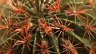Dornen der Teufelszunge. Warum hat ein Kaktus Dornen? Und warum können Kakteen in den trockensten Lebensräumen der Welt wachsen? Wie schaffen sie es in Wüste zu überleben? Hier erfahrt ihr mehr über die stacheligen Pflanzen. | Bild: picture alliance / blickwinkel/R