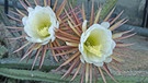 Die Blüten des Kaktus Königin der Nacht in einer Nahaufnahme. Warum hat ein Kaktus Dornen? Und warum können Kakteen in den trockensten Lebensräumen der Welt, den Wüsten, zu wachsen? Hier erfahrt ihr mehr über die stacheligen Pflanzen. | Bild: picture-alliance/dpa