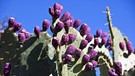 Feigenkaktus in Arizona. Warum hat ein Kaktus Dornen? Und warum können Kakteen in den trockensten Lebensräumen der Welt wachsen? Wie schaffen sie es in Wüste zu überleben? Hier erfahrt ihr mehr über die stacheligen Pflanzen. | Bild: picture-alliance/dpa