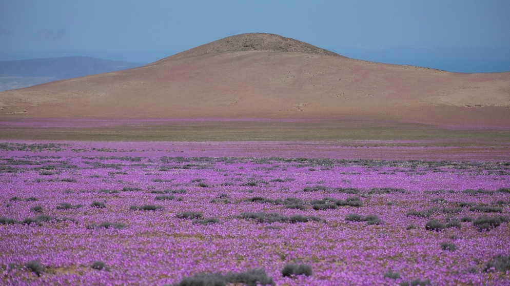 Viele violett blühende Wüstenpflanzen in der Atacama-Wüste. Wurzeln fassen im trockensten Lebensraum der Welt? Sogar in den Wüsten der Erde können Pflanzen wachsen. Kakteen, Sukkulenten, Gräser, Akazienbäume oder Yuccapalmen gehören zur Wüstenvegetation.  | Bild: picture alliance/ZUMAPRESS.com | Matias Basualdo