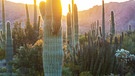 Saguaro-Kaktus. Sogar in den Wüsten der Erde können Pflanzen wachsen. Kakteen, Sukkulenten, Gräser, Akazienbäume oder Yuccapalmen gehören zur Wüstenvegetation und haben die ausgefallensten Strategien entwickelt, um hier zu überleben.  | Bild: picture alliance/Zoonar | Galyna Andrushko